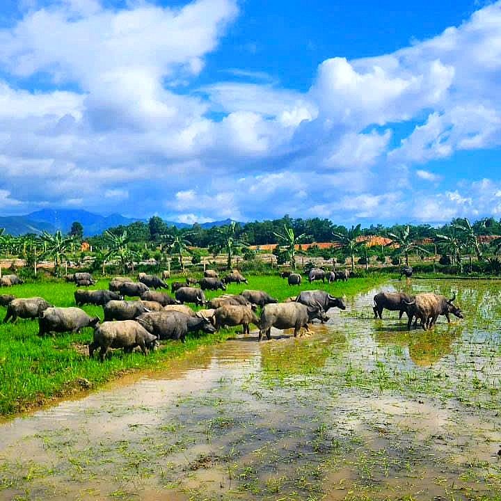 Buffalo fields and countryside around Dien Khanh